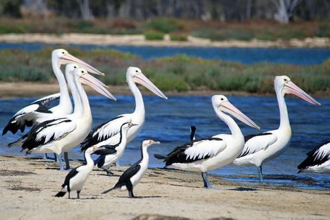 Romance Cruise + Scenic Tour + Beer Tasting + 3 Course Lunch + Hamper - Accommodation Port Macquarie 5