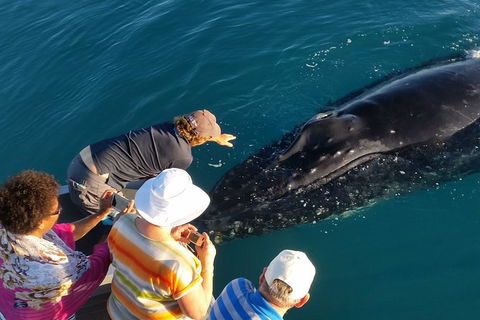 AOC Broome Whale Watching - Accommodation Port Macquarie 0