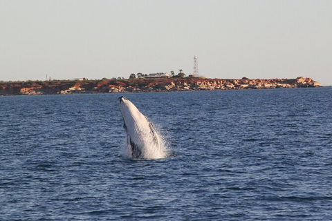 AOC Broome Whale Watching - Accommodation Port Macquarie 2