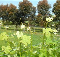 Barwon Ridge Wines - Accommodation Port Macquarie
