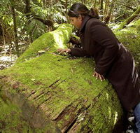 Washpool National Park - Washpool Walk - Accommodation Port Macquarie