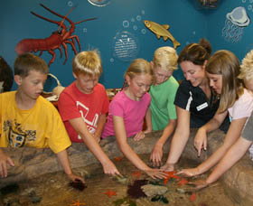 Naturaliste Marine Discovery Centre - Accommodation Port Macquarie 0
