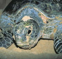 Turtle Nesting Season - Accommodation Port Macquarie