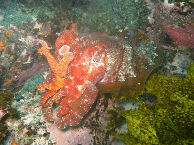 Jervis Bay Dive Charters - Accommodation Port Macquarie