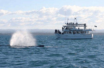 Dolphin Watch Cruises - Accommodation Port Macquarie