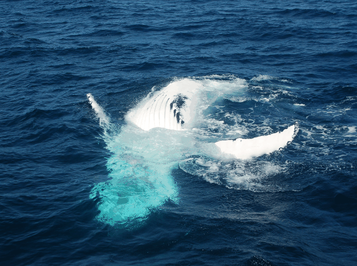Dolphin Wild Cruises - Accommodation Port Macquarie