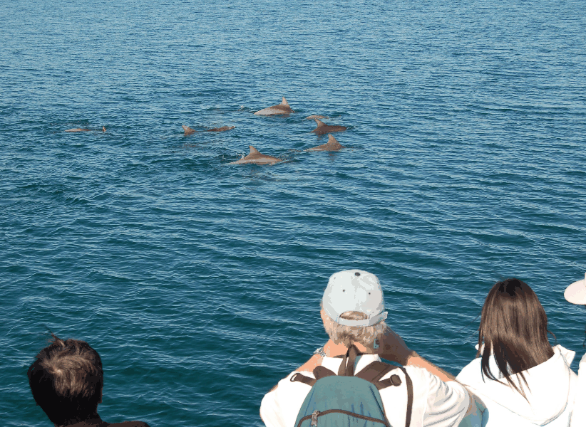 Dolphin Wild Cruises - Accommodation Port Macquarie 3