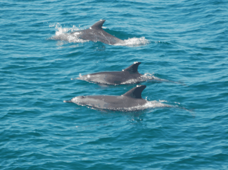 Dolphin Wild Cruises - Accommodation Port Macquarie 5