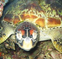 Adrenalin Snorkel and Dive - Accommodation Port Macquarie