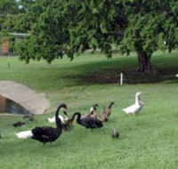 Anzac Park and Ululah Lagoon - Accommodation Port Macquarie