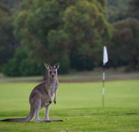 Anglesea Golf Club - Accommodation Port Macquarie