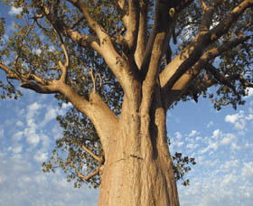 Kununurra WA Accommodation Port Macquarie