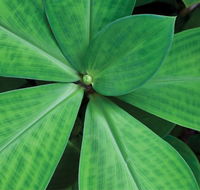 Limberlost Nursery  Garden Centre - Accommodation Port Macquarie