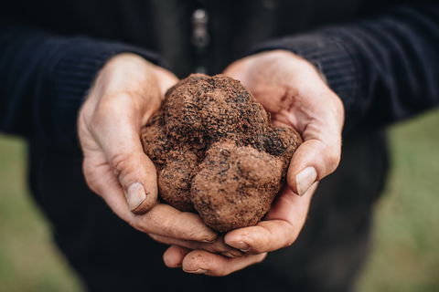 A Taste Of Truffles - Accommodation Port Macquarie 0