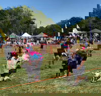Dogs in the Park Orange - Accommodation Port Macquarie