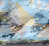 Dreams of Air and Flight - Accommodation Port Macquarie