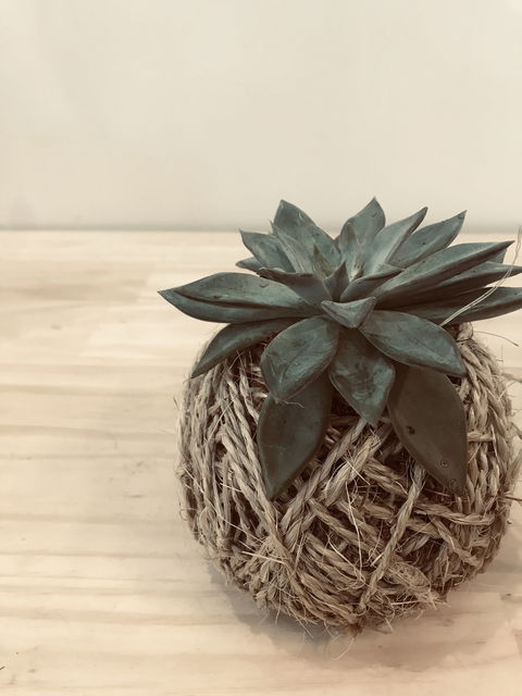 Kokedama Workshop - Accommodation Port Macquarie 0