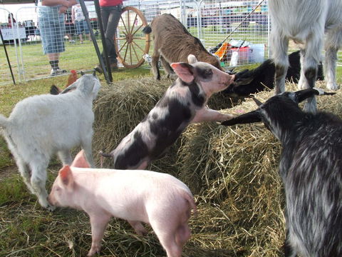 Primex Field Days - Accommodation Port Macquarie 2