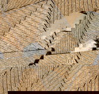 WA Now  Tom Mller Monolith Scores - Virtual Exhibition - Accommodation Port Macquarie