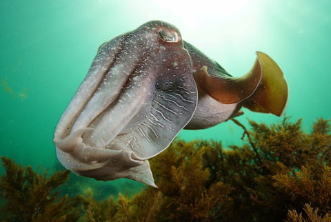 Whyalla Maritime Museum - Cuttlefish Capers - Accommodation Port Macquarie 0