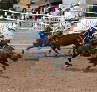 Dalgety Team Penning - Accommodation Port Macquarie