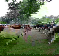 Dorrigo Agricultural Show - Accommodation Port Macquarie