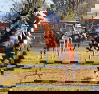 Glen Innes Pastoral and Agricultural Show - Accommodation Port Macquarie