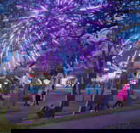 Grafton Jacaranda Festival - Accommodation Port Macquarie