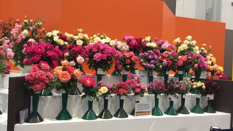 Roses By The Seaside: National Rose Championships And Conference - Accommodation Port Macquarie 1
