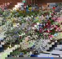 Sapphire Coast Orchid Club Spring Orchid Show - Accommodation Port Macquarie
