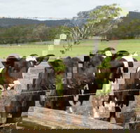 Bandon Grove Farm Tours - Accommodation Port Macquarie
