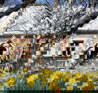 Daffodils at Rydal - Accommodation Port Macquarie