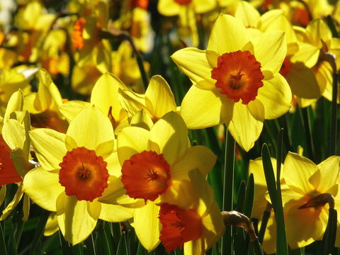 Daffodils At Rydal - Accommodation Port Macquarie 1