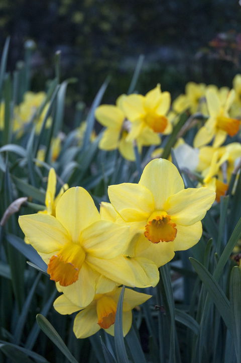 Daffodils At Rydal - Accommodation Port Macquarie 2