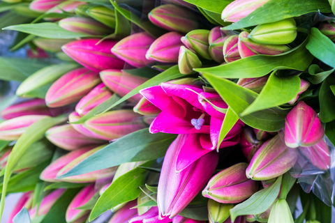 Harvest Launceston Community Farmers' Market - Accommodation Port Macquarie 0