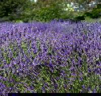 Lavender Herb and Chilli Festival - Accommodation Port Macquarie