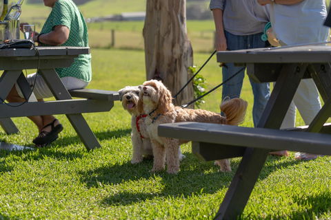 Live Music Sundays At Mountain Ridge Wines - Accommodation Port Macquarie 1