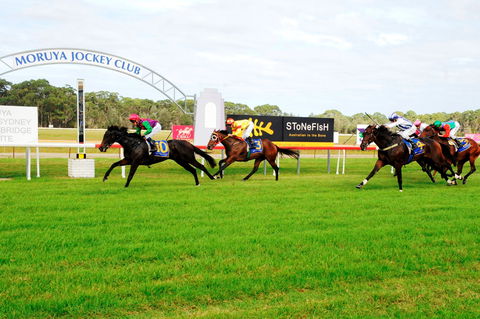 Moruya Cup - Accommodation Port Macquarie 2