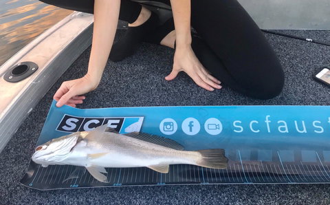 SCF Research And Sustainability Competition - Accommodation Port Macquarie 1