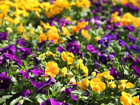Spring Time At Hunter Valley Gardens - Accommodation Port Macquarie 2