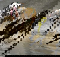 Twilight Greyhound Racing - Accommodation Port Macquarie