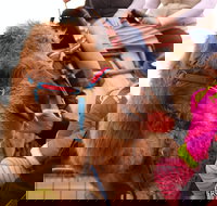 Willunga Almond Blossom Festival - Accommodation Port Macquarie