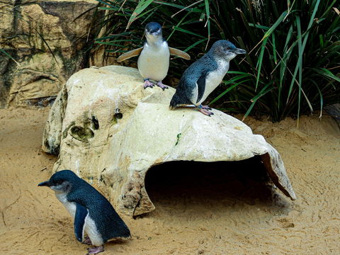 Sydney's Aquarium - Accommodation Port Macquarie 2