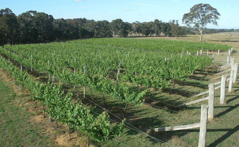 Yarralaw Springs Wines  - Cellar Door Wine Tasting - Accommodation Port Macquarie 1