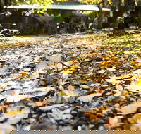 Cradle Forest Inn - Accommodation Port Macquarie