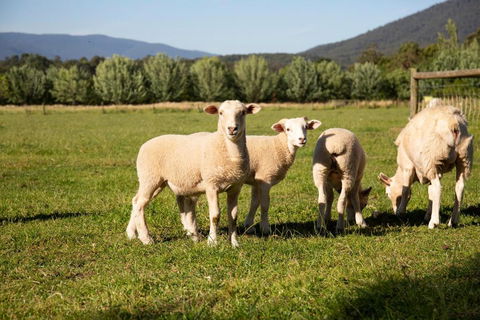 Harvest Farm - Accommodation Port Macquarie 3