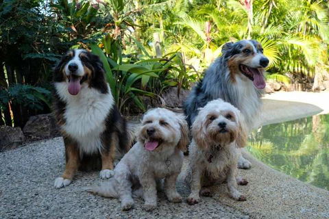 Wildlife Holiday Home - Accommodation Port Macquarie 3