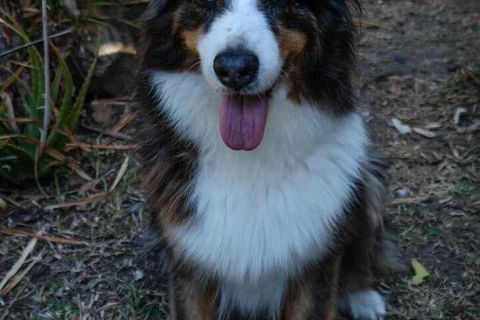 Wildlife Holiday Home - Accommodation Port Macquarie 7