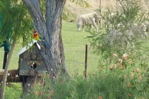 Birdhouse Cottage B & B - Accommodation Port Macquarie 5