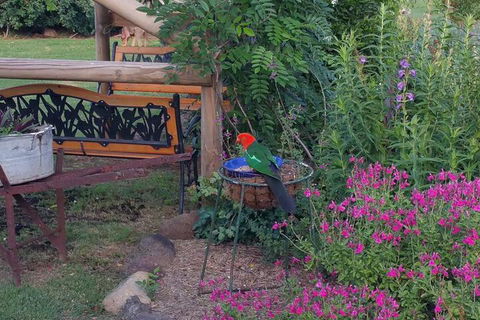 Birdhouse Cottage B & B - Accommodation Port Macquarie 3